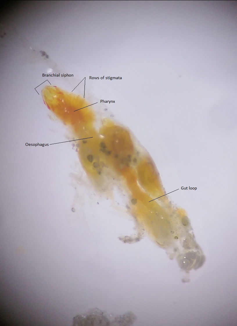 figure image
